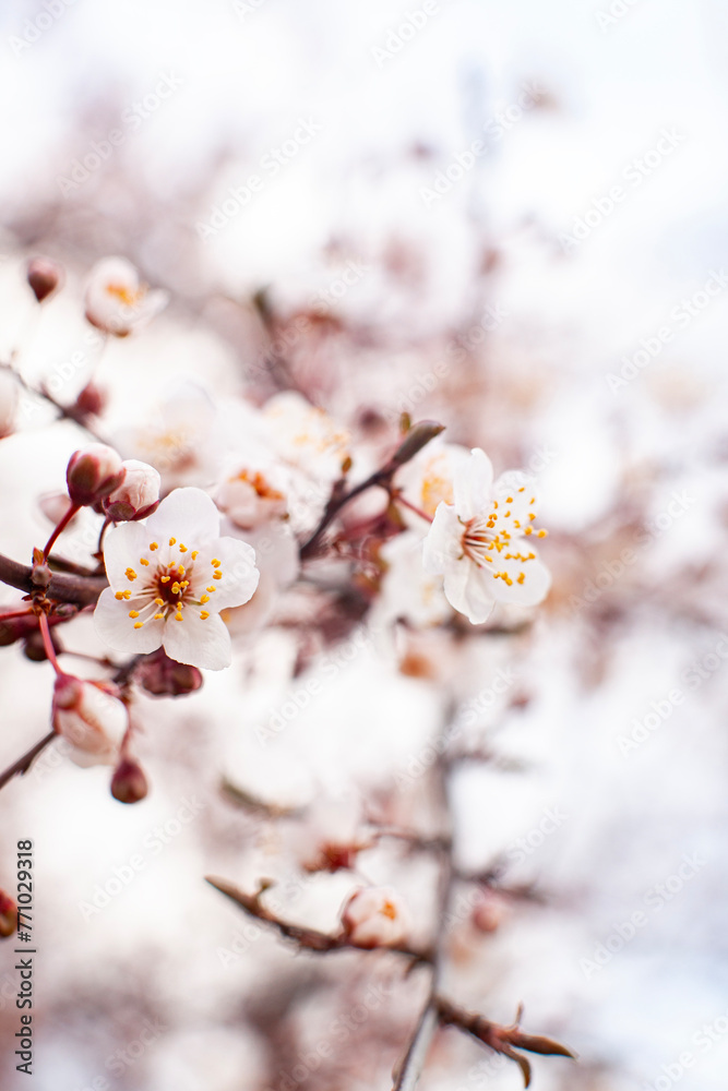 Apricot tree blossom. The beginning of flowering, the buds opened and flowers appeared. Beautiful spring background with copy space. Close-up.