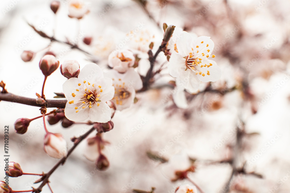 Apricot tree blossom. The beginning of flowering, the buds opened and flowers appeared. Beautiful spring background