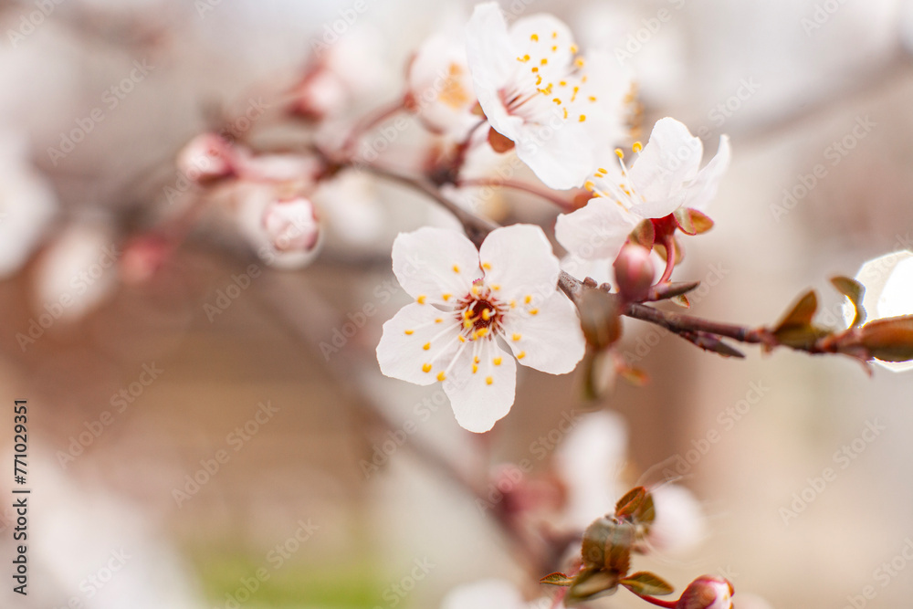 Apricot tree blossom. The beginning of flowering, the buds opened and flowers appeared.