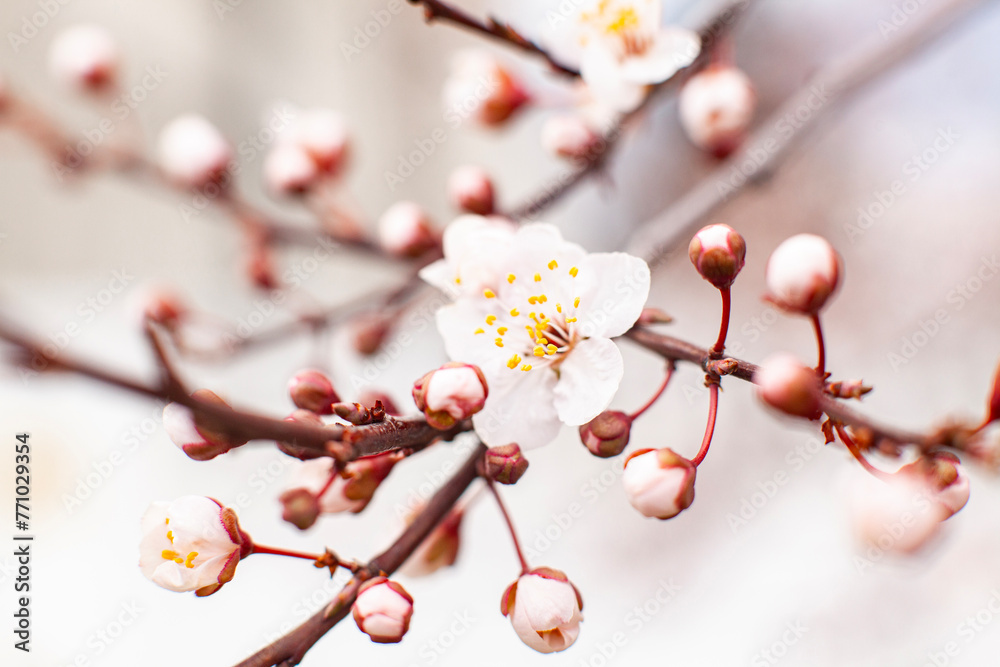 Apricot tree blossom. The beginning of flowering, the buds opened and flowers appeared. Beautiful spring background with copy space.