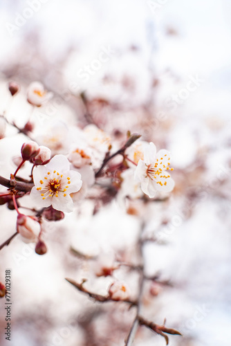 Obraz na płótnie Apricot tree blossom. The beginning of flowering, the buds opened and flowers appeared. Beautiful spring background with copy space. Close-up. w salonie