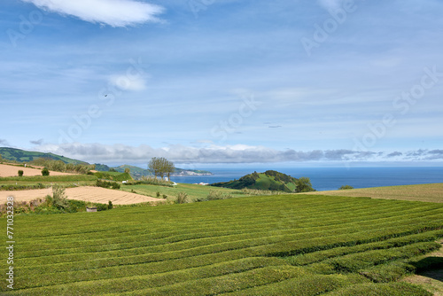 cha goreana tea plantation on sao miguel island portugal photo