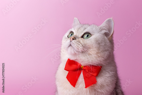 Close up of white British cat, with a red bow on her chest, on a pink background,looks up