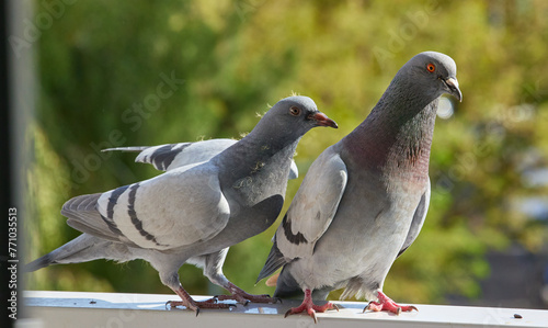 A parent pigeon with its chick in an urban setting.