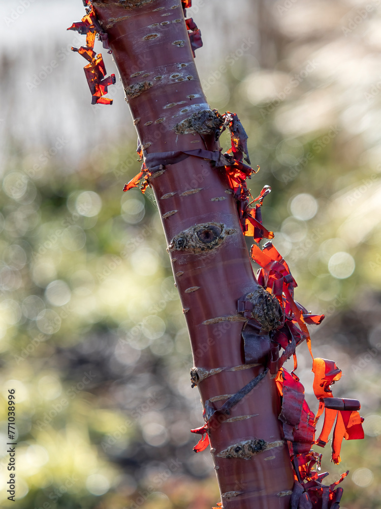 Closeup of the trunk of a Prunus serrula, also called birch bark cherry ...