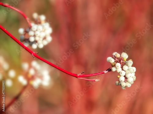 Closeup of red stems and white berries of Cornus sericea 'Cardinal' in Autumn photo