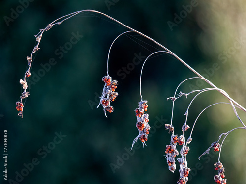 Seed heads of Angels Fishing Rod
(Dierama pulcherrimum) in autumn in a garden