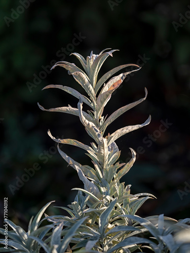 Closeup of Western Mugwort (Artemisia ludoviciana 'Valerie Finnis') against a dark background in Autumn photo
