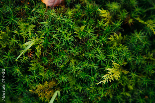 Star Moss growing in ancient woodland. photo