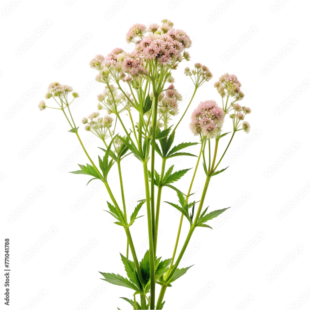 vertical closeup shot of white lavender flowers isolated