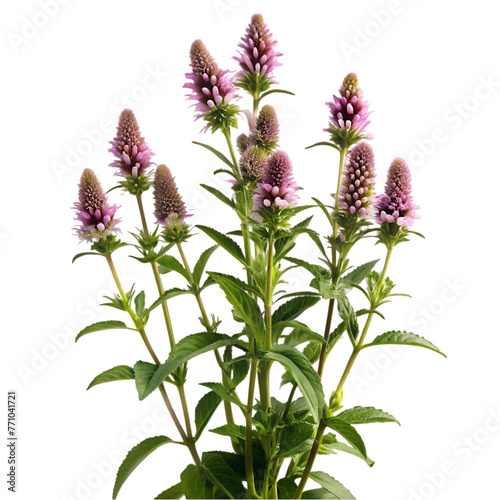 vertical closeup shot of white lavender flowers isolated