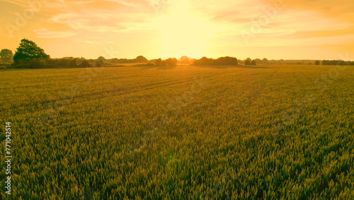 AERIAL, LENS FLARE: Golden backlit ears of green wheat in English countryside
