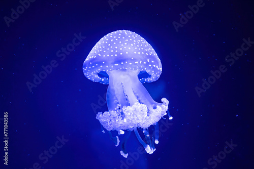 Jellyfish Closeup in a Aquarium photo