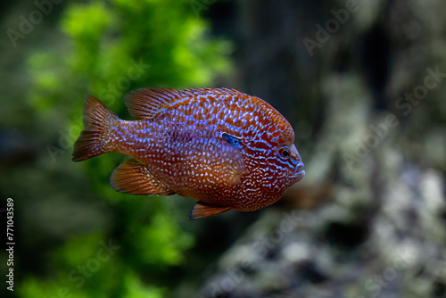 Colorful Longear Sunfish in an Aquarium photo