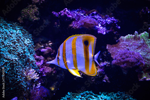 Copperband Butterflyfish in a Saltwater Aquarium photo