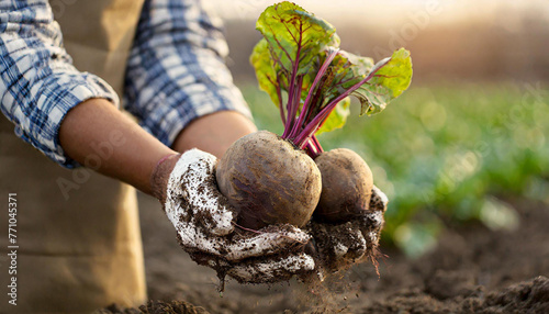 farmer holding sugar beet in the field