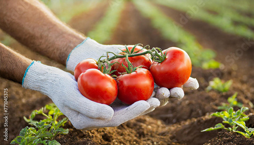farmer holding tomatoes in the field