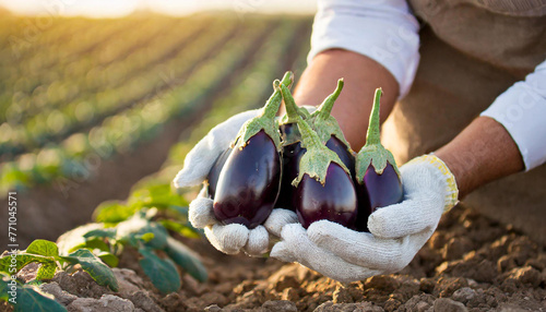 farmer holding fresh purple eggplants in the field