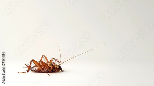 Dead cockroach on its back on white backdrop. Pest insect. Perfect for pest control service ads, hygiene educational content, product labels for insecticides. Banner. Copy space