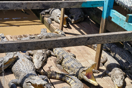 Crocodiles in a boat as Tourist attraction in Tonle Sap Lake at Siem Reap, Cambodia, Asia photo