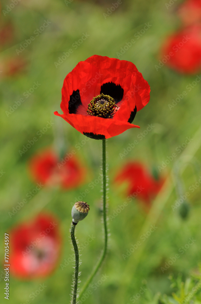 Obraz premium モンツキヒナゲシ