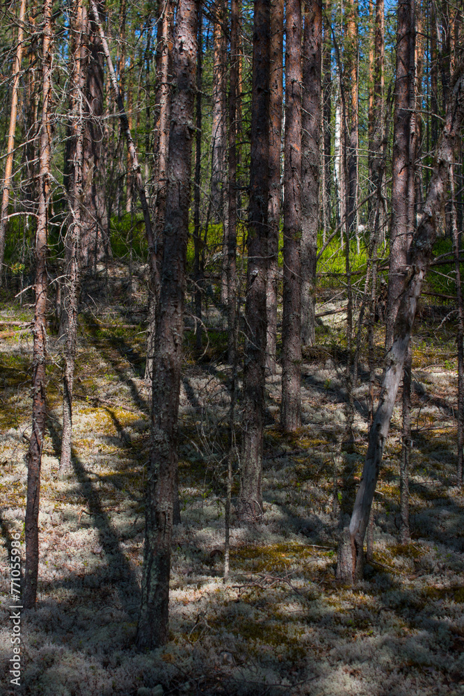 Fototapeta premium the northern moss of the yagel grows in the Scandinavian