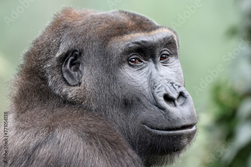 Western Lowland Gorilla portrait in nature view