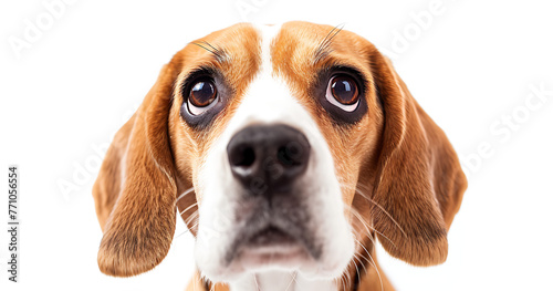 beagle face clipart beagle face clipart in the style  3429b16e-60ec-47aa-acb1-12927f1b2f9d 0 photo