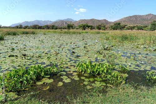 Ethiopia, beautiful blooming water lilies in a side arm of the river Turmi.