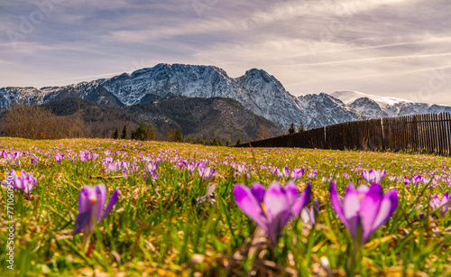 krokus, krokusy , kwiat, kwiaty, przedwiośnie, wiosna, zima, śnieg, góry , zakopane, tatry © Dawid