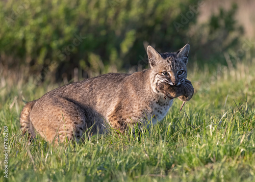 Bobcat (Lynx rufus) hunting with gopher, Point Reyes National Seashore, California 