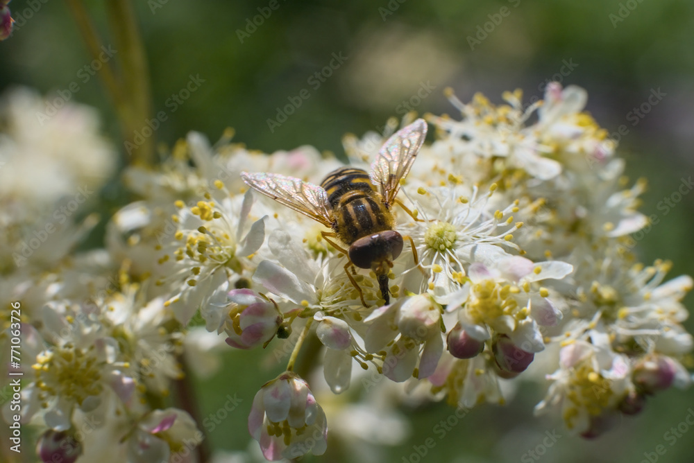 Fly from the hoverfly family (Syrphidae) on white Filipendula flower Fly from the hoverfly family (Syrphidae) on white Filipendula flower