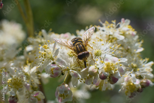 Fly from the hoverfly family (Syrphidae) on white Filipendula flower © Mixail59