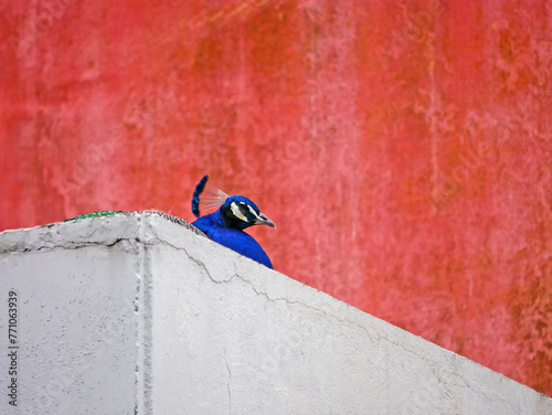 Peacock on the roof of a house at the background of a red wall in Lisbon