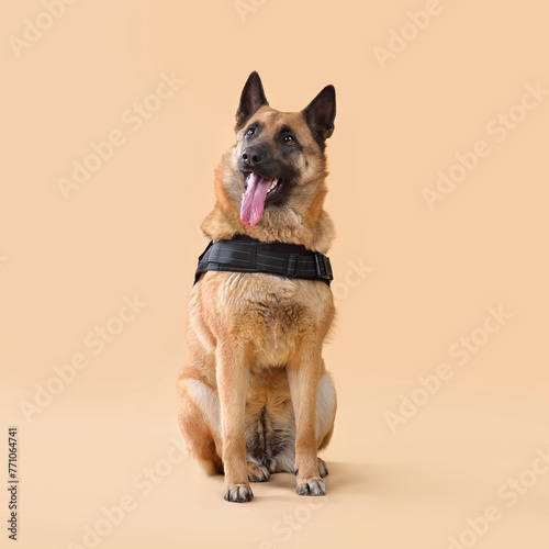 Sitting Service belgian shepherd Dog