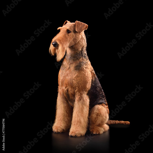 Sitting Airedale Terrier dog