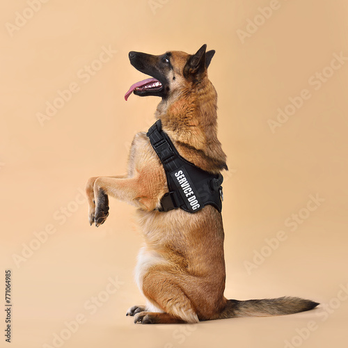 Standing up Service Malinois Dog