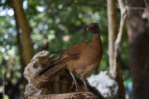 chachalaca photo