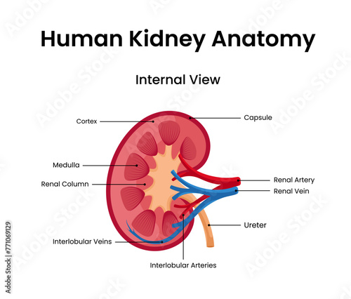 Internal view of anatomical structure human kidney
