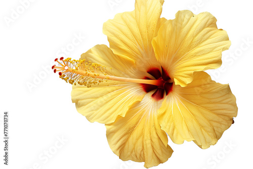 Yellow Hibiscus flower this png file on transparent background © UMR
