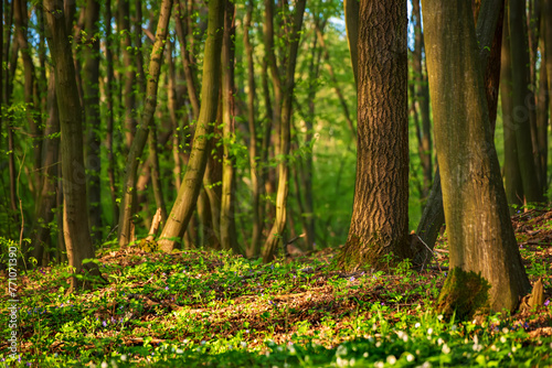 Flowering green forest with white flowers, spring nature background © Roxana