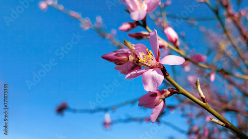 A branch of blossoming almond on the background of the blue sky
