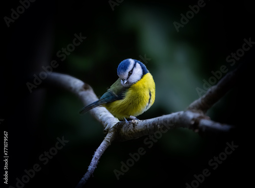 Eurasian Blue Tit bird "Cyanistes caeruleus" on branch with very cute pose. Adorable little bird with blue and yellow feathers. Dark vignette. Suitable for In Memoriam cards. Dublin, Ireland