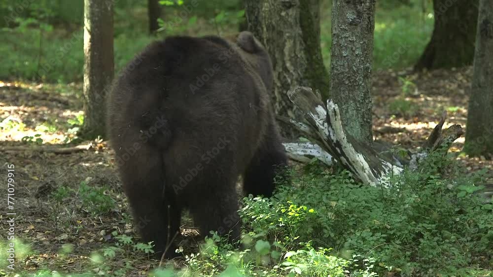 Big Brown Bear Walks in the Forest and Eats Something. Brown Bears Average Lifespan is 25 Years in the Wild and are Found Across Eurasia and North America.