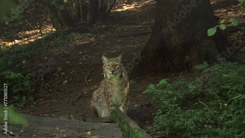 Lynx Sits in the Forest on the Ground and Looks Around. Eurasian Lynx is Native to European, Central Asian, and Siberian Forests. It Hunts by Stalking and Jumping on its Prey.