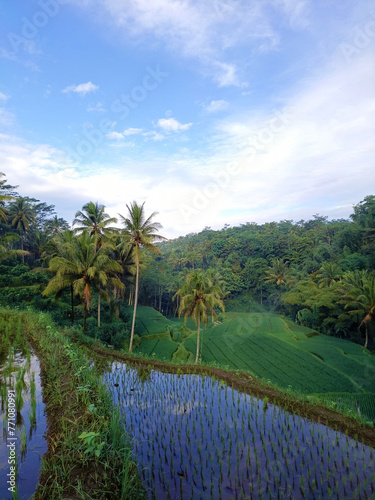 rice fields and trees in the countryside