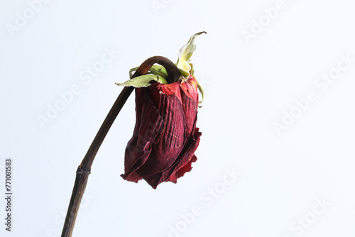 Photo of dried roses on white background isolated. Concept of plants and flowers.