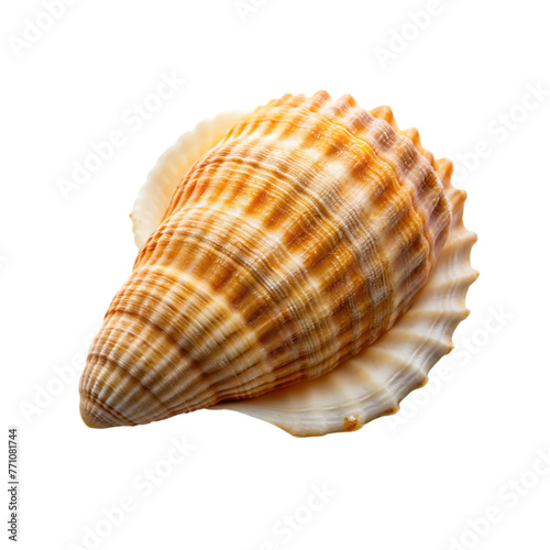 beautiful shell isolated on transparent background