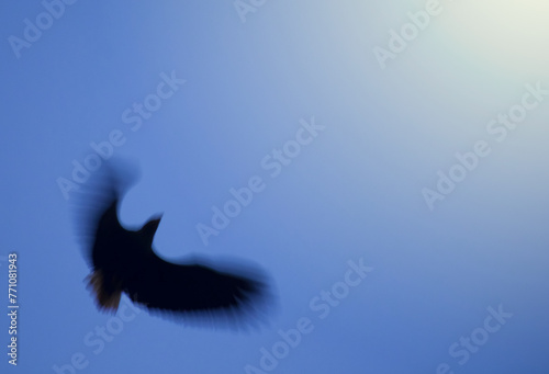flying bird