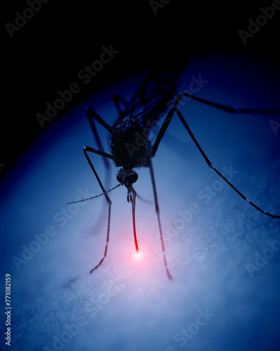 mosquito on a human skin